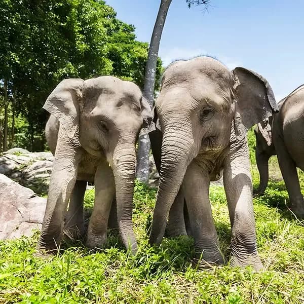 listing card gallery